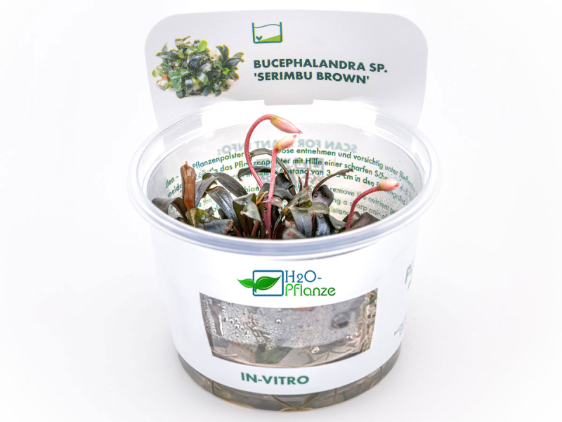 Braun-rotes Blatt - Bucephalandra sp. ´Serimbu Brown´ in vitro